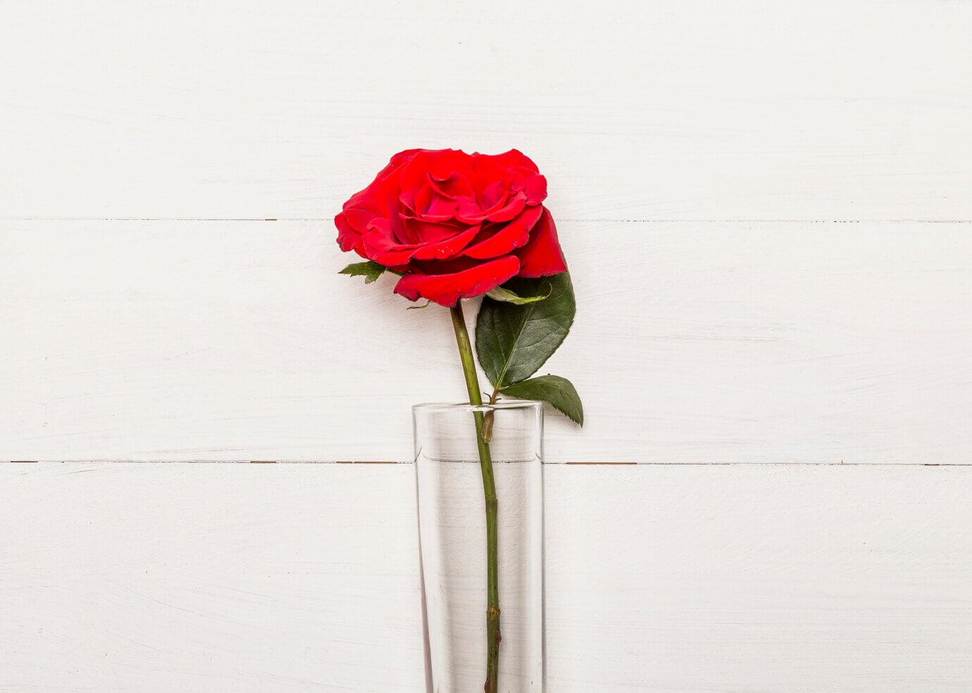 Forever Love Rose