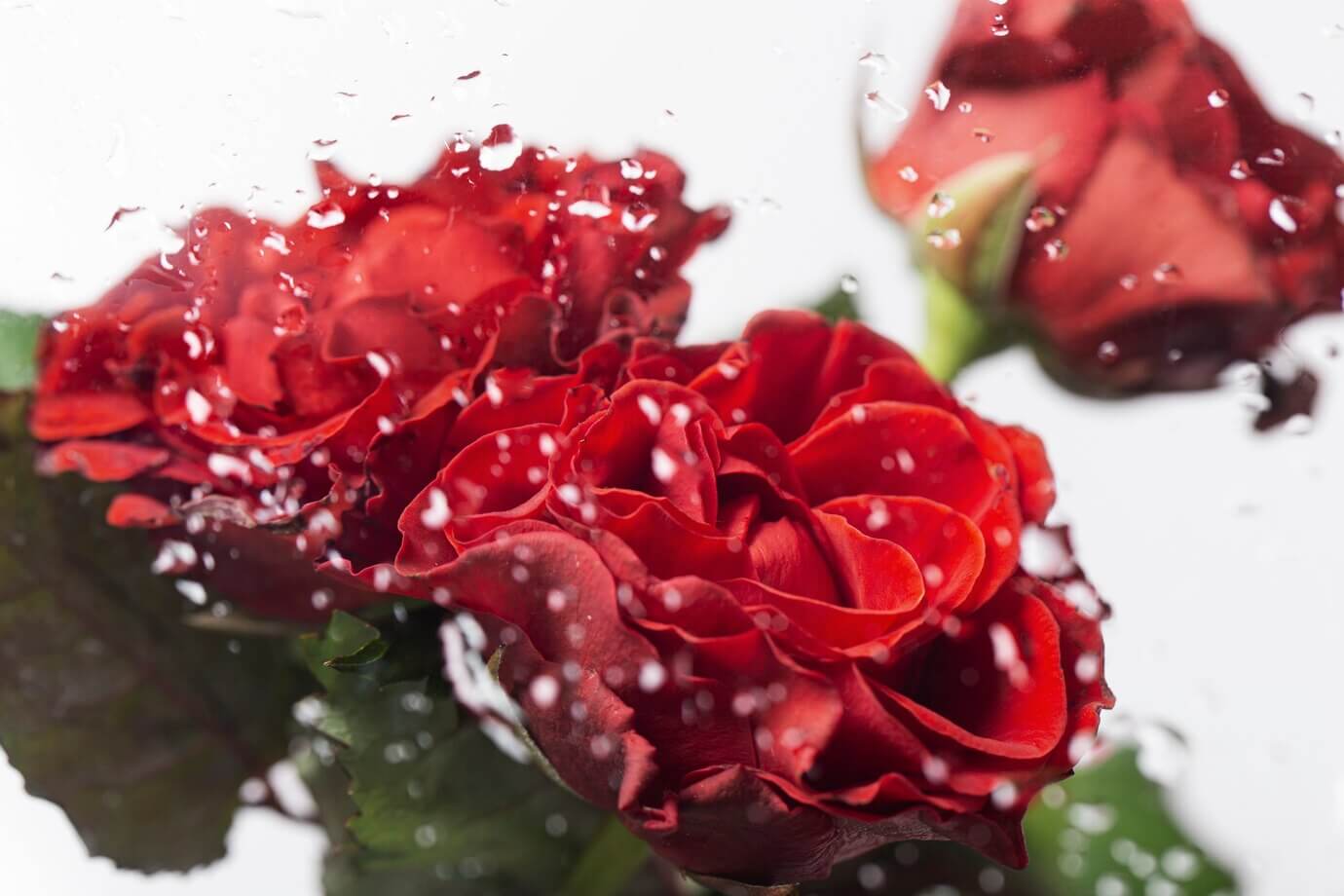 Roses Collection