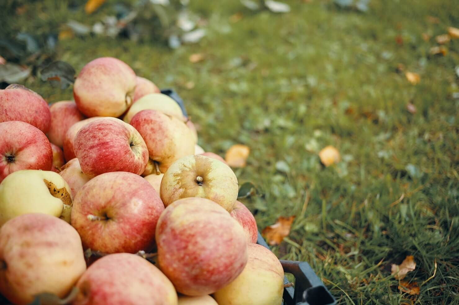 Organic Apples